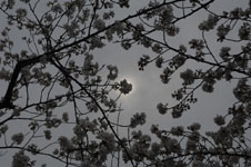 上野恩賜公園の満開の桜の画像014