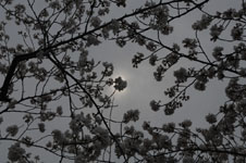 上野恩賜公園の満開の桜の画像015