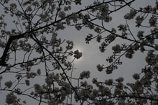 上野恩賜公園の満開の桜の画像016
