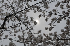 上野恩賜公園の満開の桜の画像018