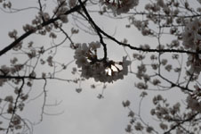 上野恩賜公園の満開の桜の画像020