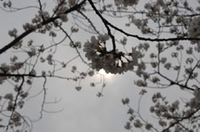 上野恩賜公園の満開の桜の画像021