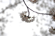 上野恩賜公園の満開の桜の画像023