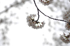 上野恩賜公園の満開の桜の画像024