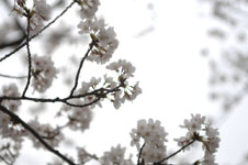 上野恩賜公園の満開の桜の画像027