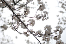 上野恩賜公園の満開の桜の画像028
