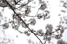 上野恩賜公園の満開の桜の画像029