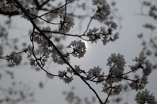 上野恩賜公園の満開の桜の画像030