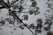 上野恩賜公園の満開の桜の画像031