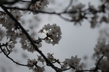 上野恩賜公園の満開の桜の画像032
