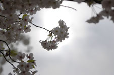 上野恩賜公園の満開の桜の画像033