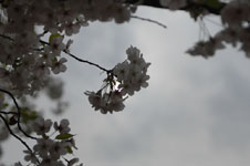 上野恩賜公園の満開の桜の画像035
