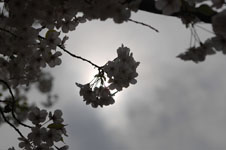 上野恩賜公園の満開の桜の画像037