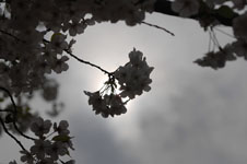 上野恩賜公園の満開の桜の画像038