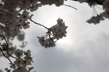 上野恩賜公園の満開の桜の画像040