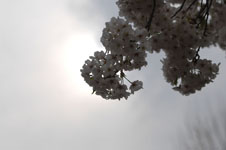 上野恩賜公園の満開の桜の画像041