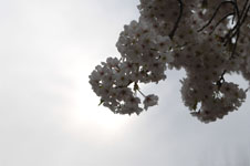 上野恩賜公園の満開の桜の画像042