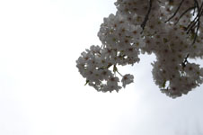 上野恩賜公園の満開の桜の画像043
