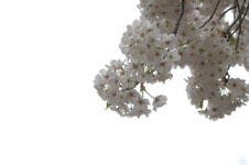 上野恩賜公園の満開の桜の画像044