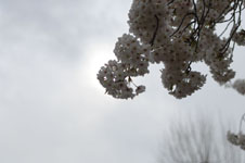 上野恩賜公園の満開の桜の画像045