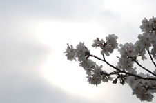 上野恩賜公園の満開の桜の画像048