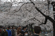 上野恩賜公園の満開の桜の画像057