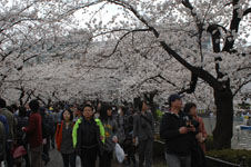 上野恩賜公園の満開の桜の画像058