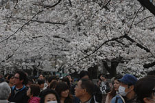 上野恩賜公園の満開の桜の画像059