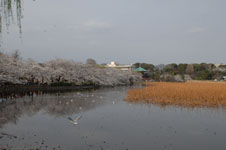 不忍池と満開の桜の画像009
