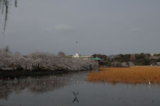 不忍池と満開の桜の画像010