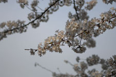上野恩賜公園の満開の桜の画像060