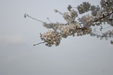 上野恩賜公園の満開の桜の画像061