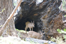 ヨセミテ国立公園の鹿の画像008