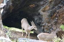 ヨセミテ国立公園の鹿の画像010