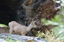 ヨセミテ国立公園の鹿の画像012