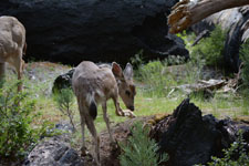 ヨセミテ国立公園の鹿の画像013