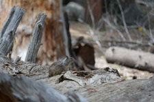 ヨセミテ国立公園のリスの画像003