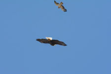 ヨセミテ国立公園のハクトウワシの画像001