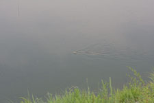 京都府鴨川を泳ぐヘビの画像001