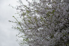 早明浦の桜の画像004