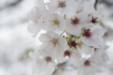 早明浦の桜の画像005