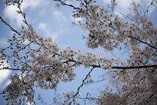 早明浦の桜の画像008