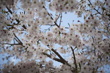 早明浦の桜の画像009