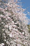 高知の梅の花の画像007