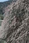 高知の梅の花の画像009
