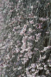 高知の梅の花の画像010
