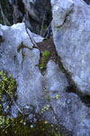 佐川の草の岩の画像007