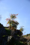 佐川の木の青空の画像002