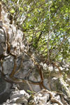 佐川の木の岩の画像009