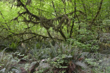 オリンピック国立公園の苔生す木の画像019